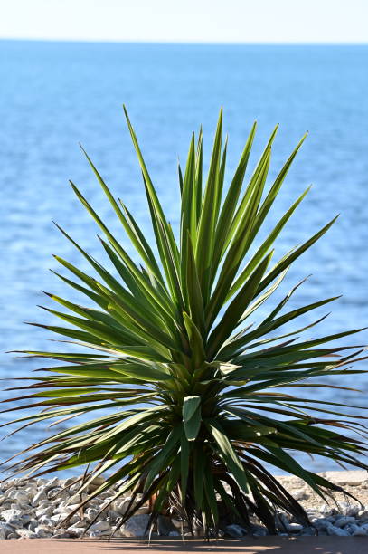 istock A young palm tree by the coast in Istria 1446083095