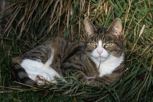 Female cat relaxing in the long grass