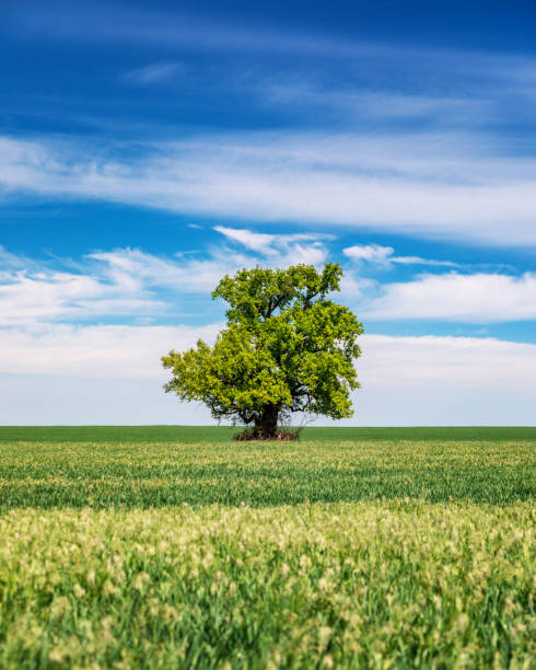 Green field with solitary tree under blue sky in spring. Lone tree in a green field.
