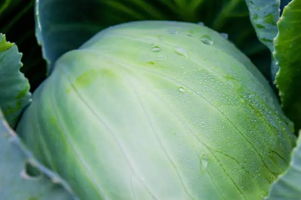 Photo of head of cabbage with dew drops