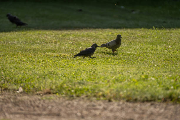 A crow and a pigeon on a green lawn.