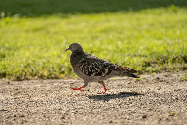 istock A pigeon walking across a gravel path.. 1446084630