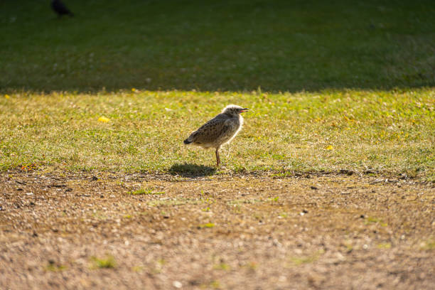 Young seagull standing on a green lawn.