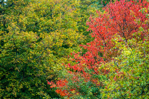 Red agd green leaves of trees in a park at fall.