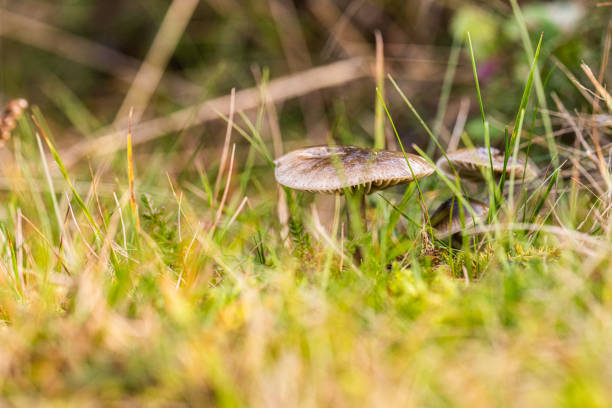 Dark grey mushrooms in a grass field.