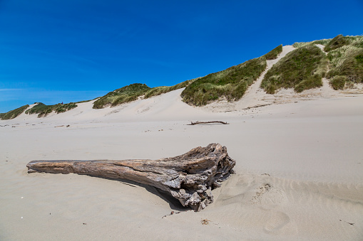 long trunk in the Dunes of Loonse and Drunense Duinen, Holland
