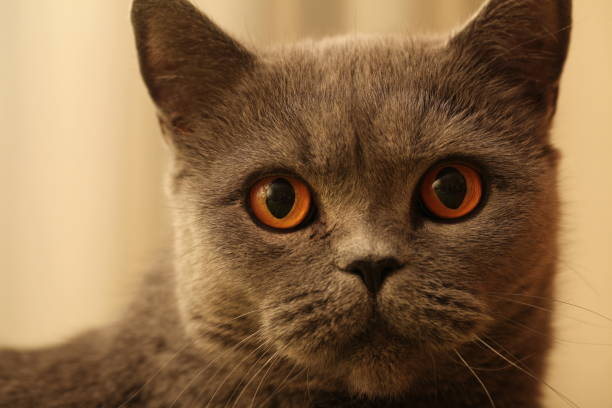 istock gray cat close up fur pet 1446085682