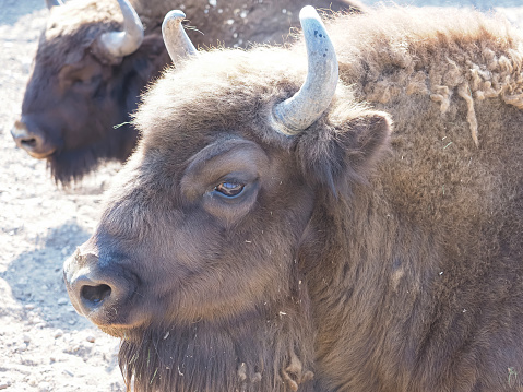 European bison in the zoo