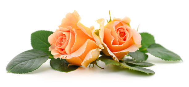 istock Beautiful pink roses. 1446086187