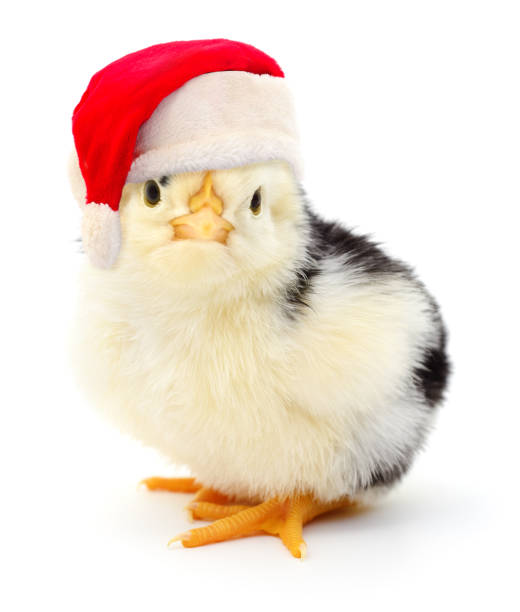 istock Chicken in a red Santa Claus hat. 1446086192