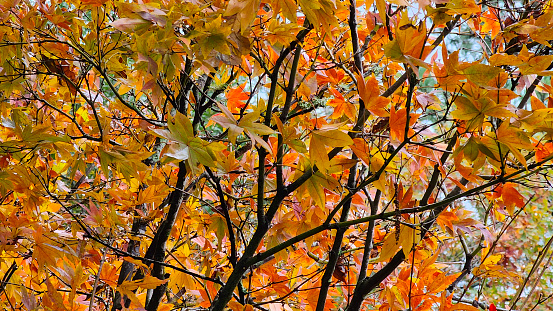 Autumn leaves during Autumn in Prospect park at New York City.