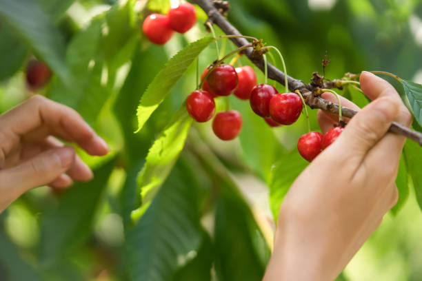 istock Female hands hold a branch with sweet cherries. 1446088812