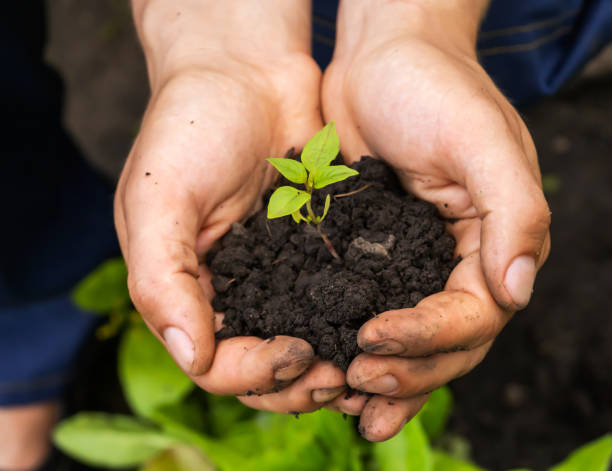 istock Close up of gardener hands holding seedling. 1446089667