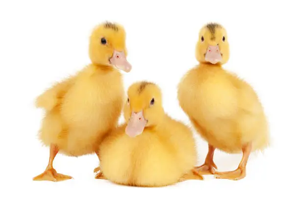 Photo of Three newborn mulard ducks on a white background.