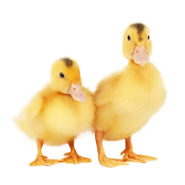 Photo of Two yellow fluffy mulard ducks on a white background.