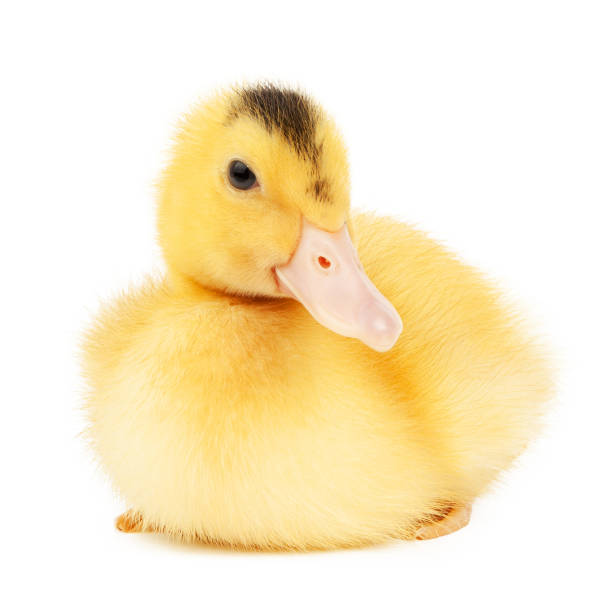 istock Newborn duckling mulard on a white background, buying poultry. 1446089987
