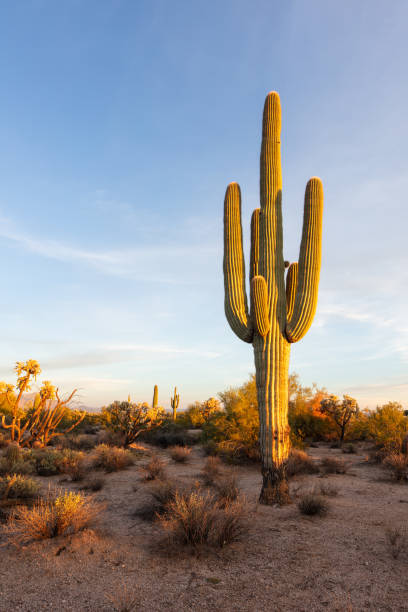 istock Sonoran Desert landscape with Saguaro Cactus 1446090113