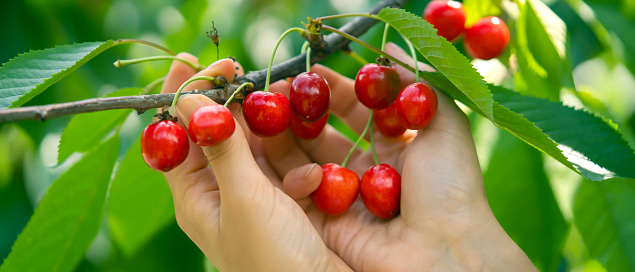 Female hands carefully hold a branch with ripe juicy sweet cherries in the garden, a woman harvests, farms and cultivates plants and trees.
