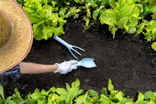 A young girl in a straw hat and gloves prepares the soil in the garden for planting seedlings. The inventory is on the ground: garden trowel and rake, top view.