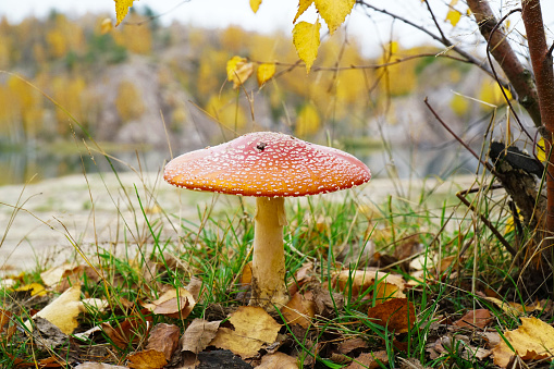 fly agaric mushroom in the autumn forest