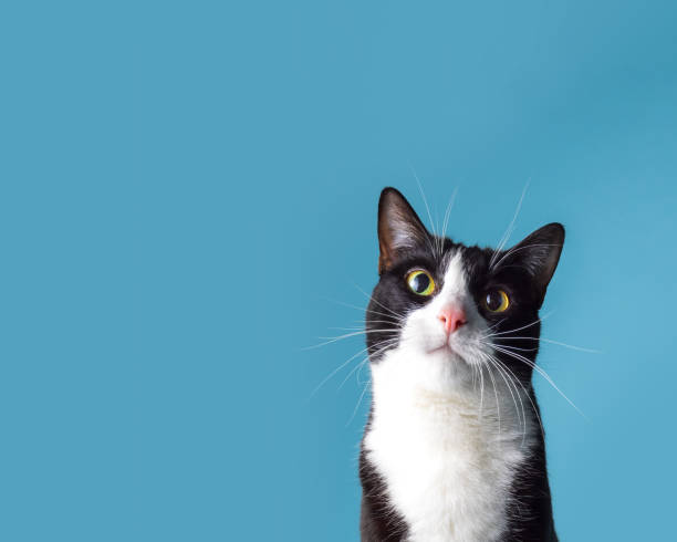 istock A portrait a tuxedo cat on a blue background 1446092984