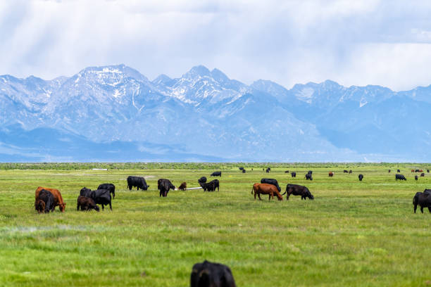 コロラド州南西部のハイウェイ285号線、田舎の田園地帯の畑の牧草地、センターとモンテビスタの近くに牛がいて、背景にロッキー山脈が見える - grass fed ストックフォトと画像