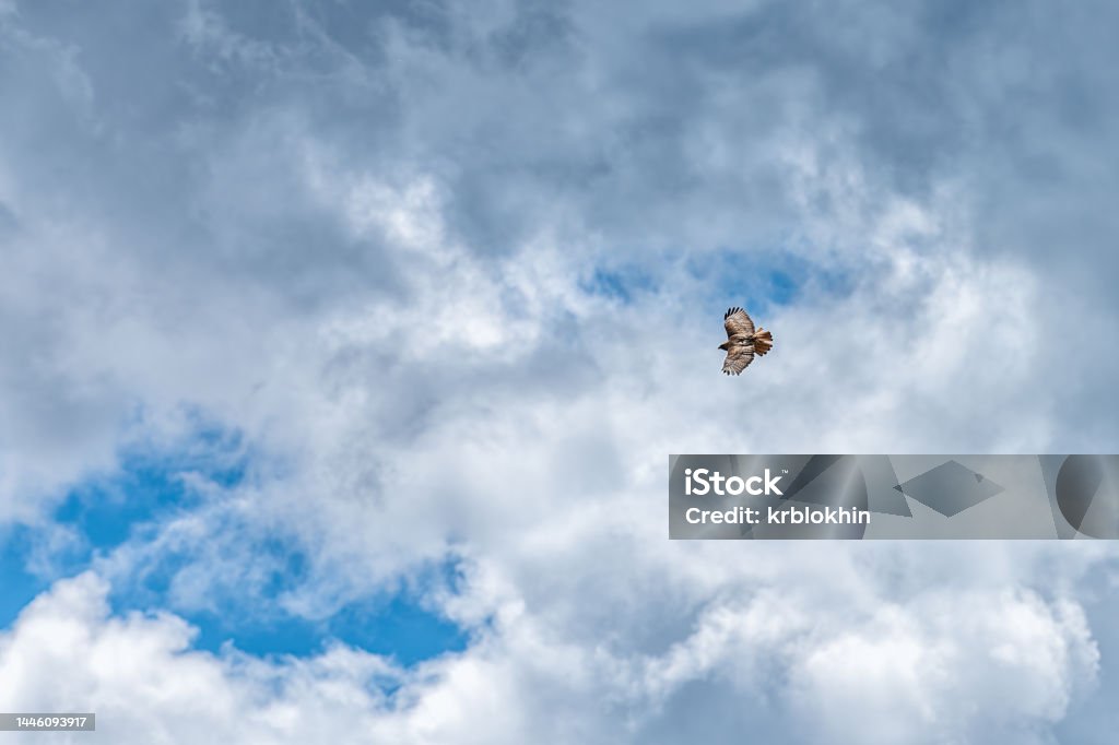 Red tailed hawk bird of prey spotted flying over sky on Kebler Pass, Colorado isolated against blue sky with clouds Flying Stock Photo