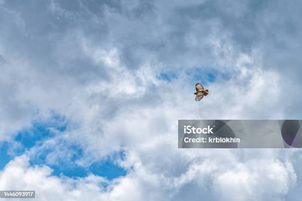 Red Tailed Hawk Bird Of Prey Spotted Flying Over Sky On Kebler Pass Colorado Isolated Against Blue Sky With Clouds Stock Photo - Download Image Now