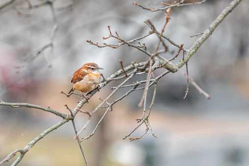 One small cute brown Carolina wren bird perched on tree bare branch at winter in Virginia