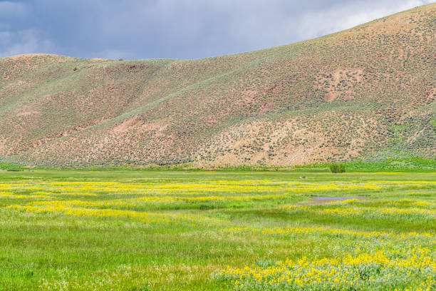 autopista 114 cerca de gunnison, colorado con cañón y pradera de flores amarillas con arroyo cochetopa campo rural pastos pastos verdes y cielo nublado - 24295 fotografías e imágenes de stock