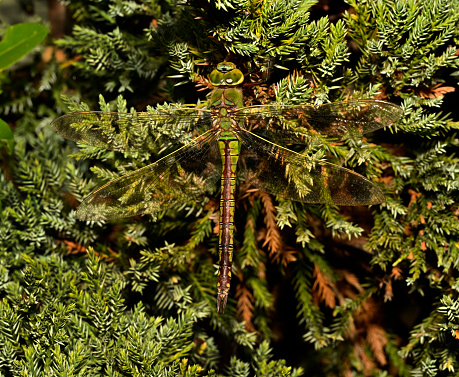 A full length close-up of this beautiful Emperor dragonfly resting on a dwarf conifer. Emperor dragonflies are very rare in our area and this one was extremely  well camouflaged. The image is very sharp with lots of detail of its head, thorax, abdomen and wings. The bush is also known as Canadian Juniper..