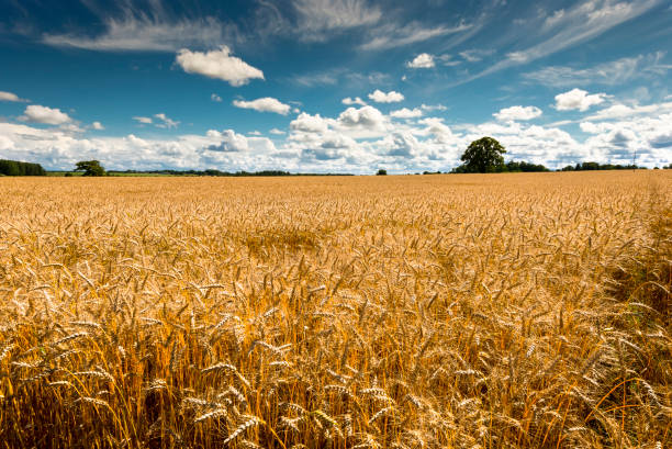 istock Ripe field of cereals 1446094452