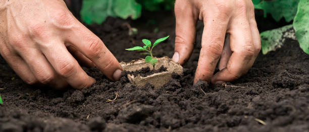 istock Small green plant seedling is growing in the soil 1446095942
