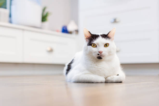istock A white cat on a hardwood floor in a kitchen 1446097890