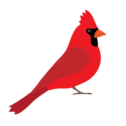Vector flat hand drawn red cardinal bird isolated on white background