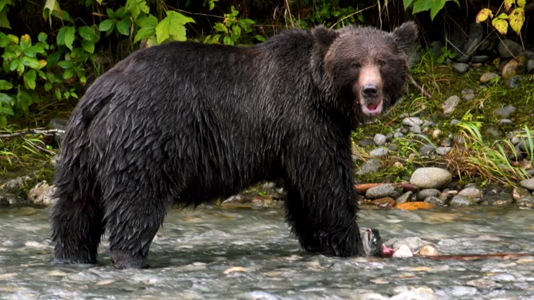 Grizzly bear feeding on salmon in Toba Inlet, BC Canada