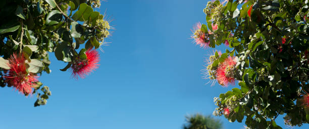 alberi di pohutukawa in piena fioritura contro un cielo blu, albero di natale della nuova zelanda. - pohutukawa tree christmas new zealand beach foto e immagini stock