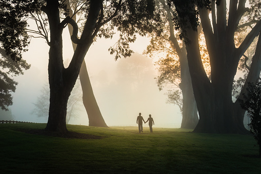 Two people walking in the fog among big trees at sunrise, Hamilton lake, New Zealand.