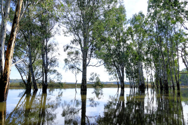 istock Barmah National Park, Victoria, Australia 1446104877