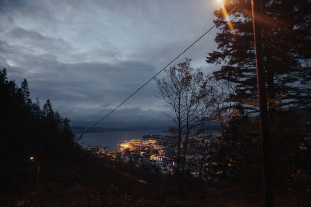 istock Forest ecosystem over Bergen: outdoors in forest  during autumn 1446105816