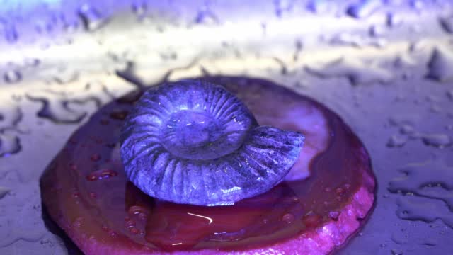 Ammonite is a petrified squid panning
