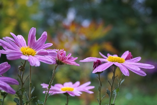 Close-up of lilac chrysanthemums against the backdrop of an autumn garden