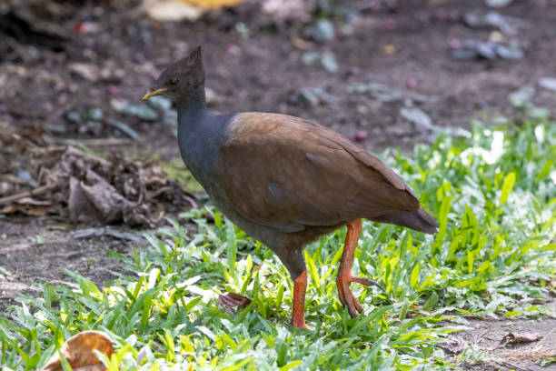 istock Australian Orange-footed Scrubfowl 1446108939