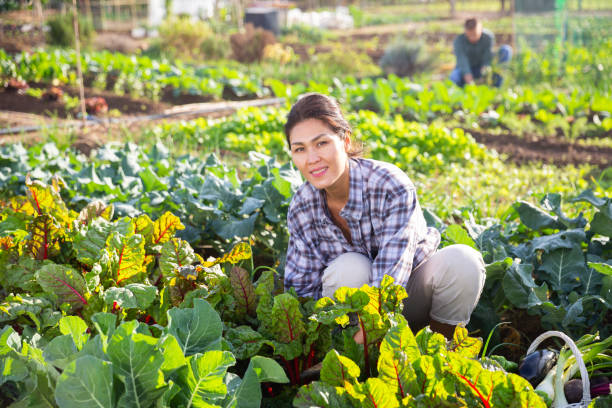 istock Smiling asian woman checking beet crops in vegetable garden 1446108992