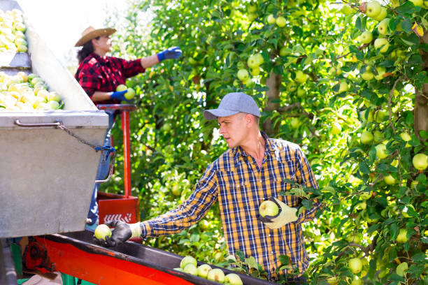 istock Farmers working on harvesting platform, picking apples 1446109445