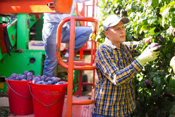 istock Farm worker picking plums on harvesting platform in garden 1446109511