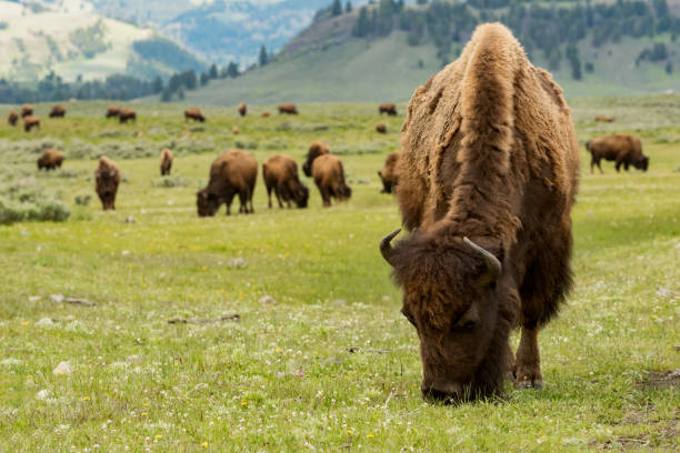 bison im yellowstone-nationalpark, wyoming, usa - american bison stock-fotos und bilder