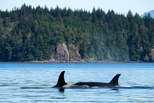 Two Transient orca whales, Johnstone Strait, Vancouver Island, BC Canada