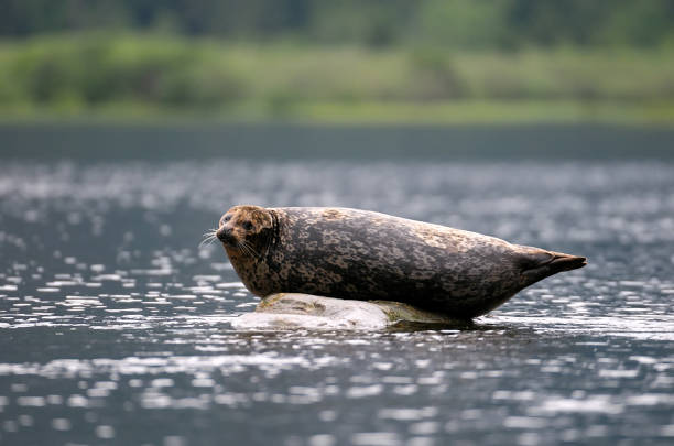 Harbour Seal, Khutzeymateen Grizzly Bear Sanctuary, BC Canada
