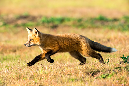 Young Red Fox hunting, San Juan Island, Washington state, USA